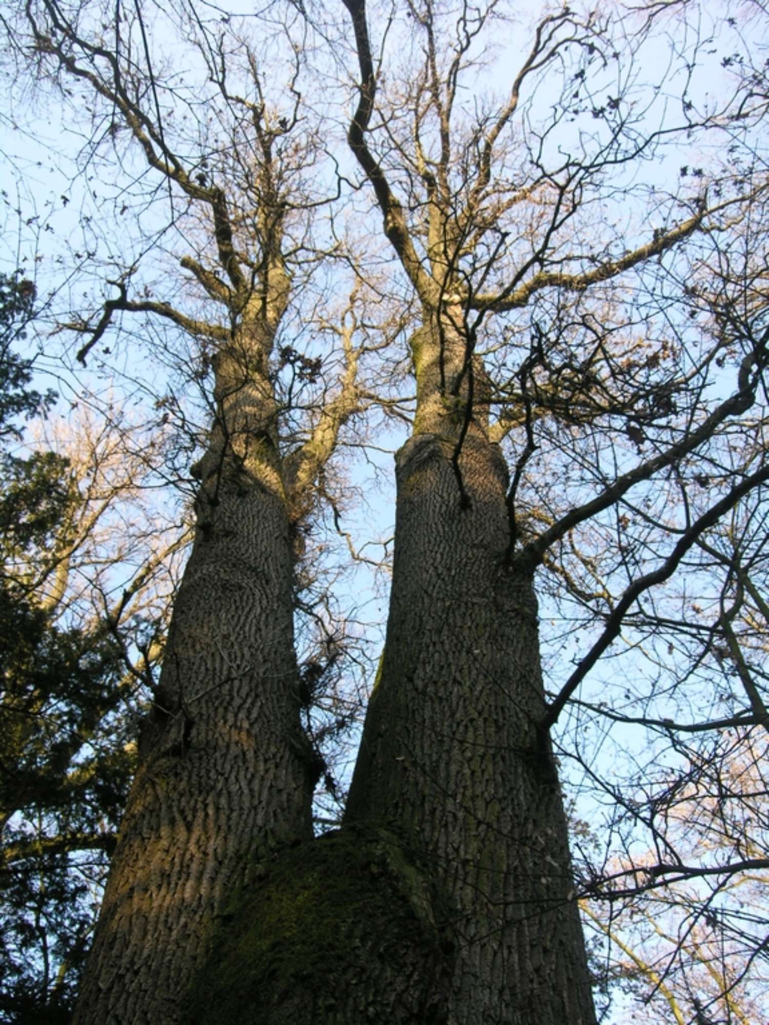 PD Bosco Albergati 2 - Castelfranco MO
